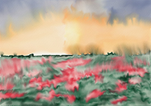 Poppy Field